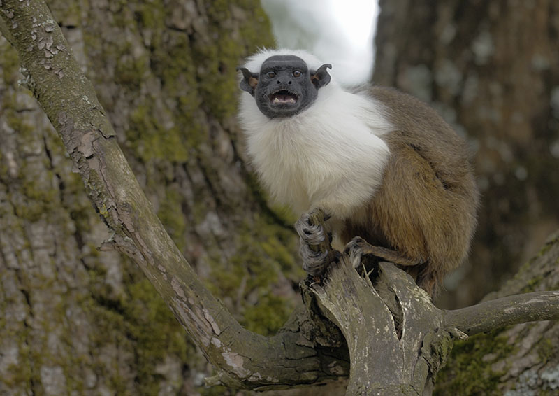 Pied tamarin