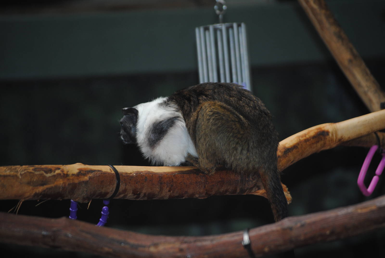 Pied Tamarin