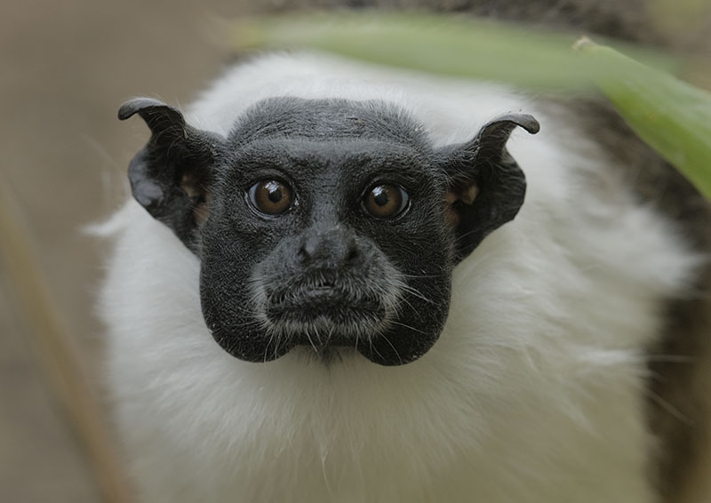 Pied tamarin