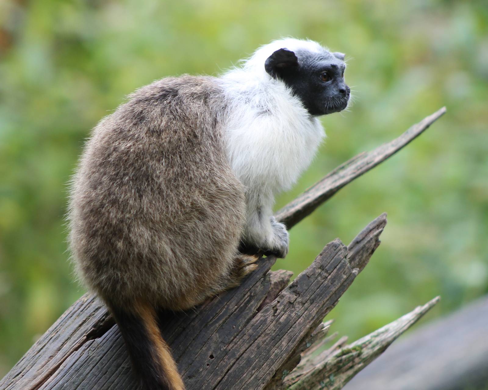 Pied tamarin