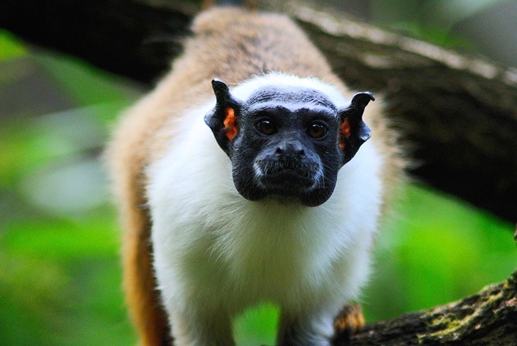 Pied tamarin