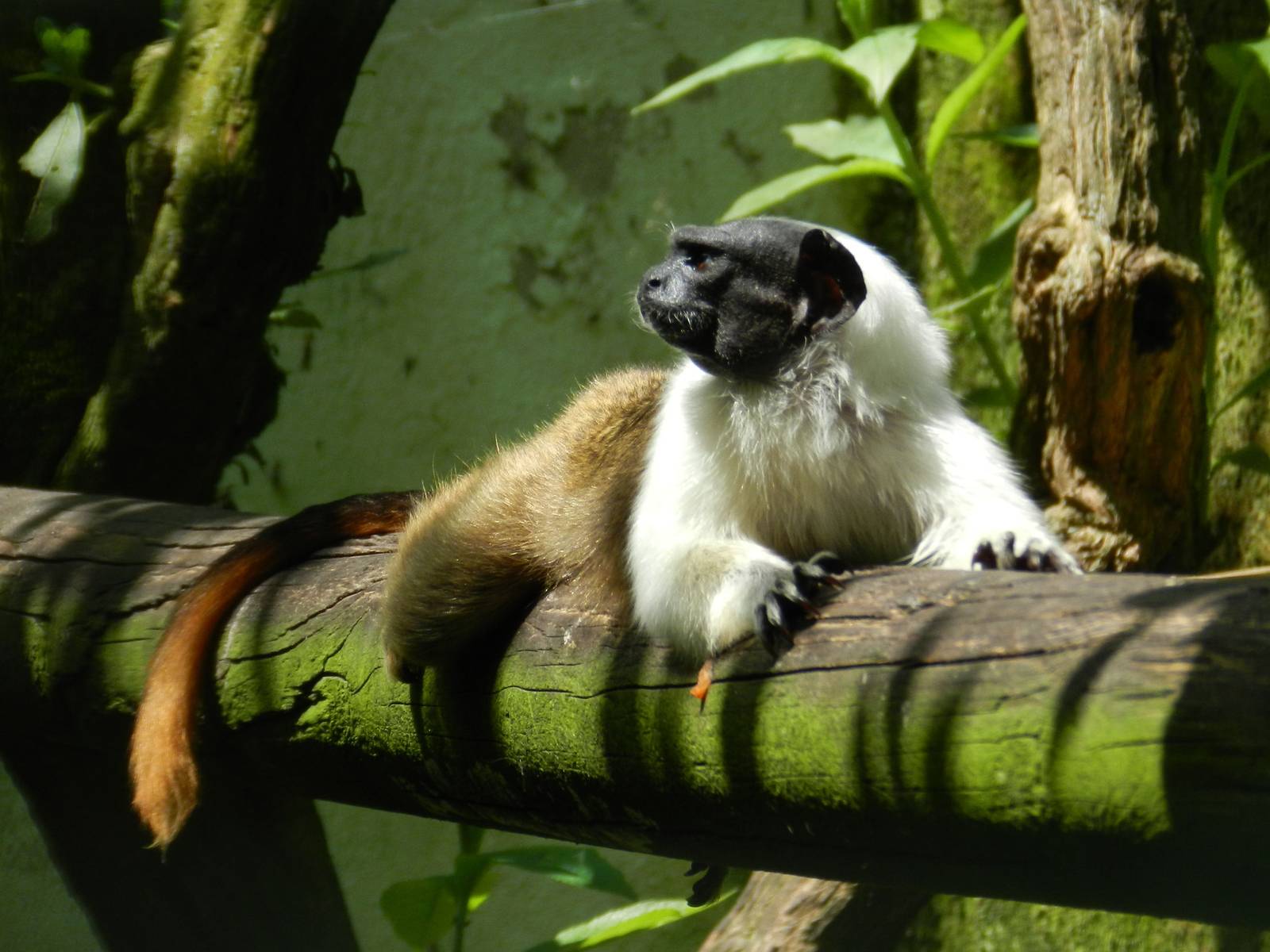 Pied Tamarin