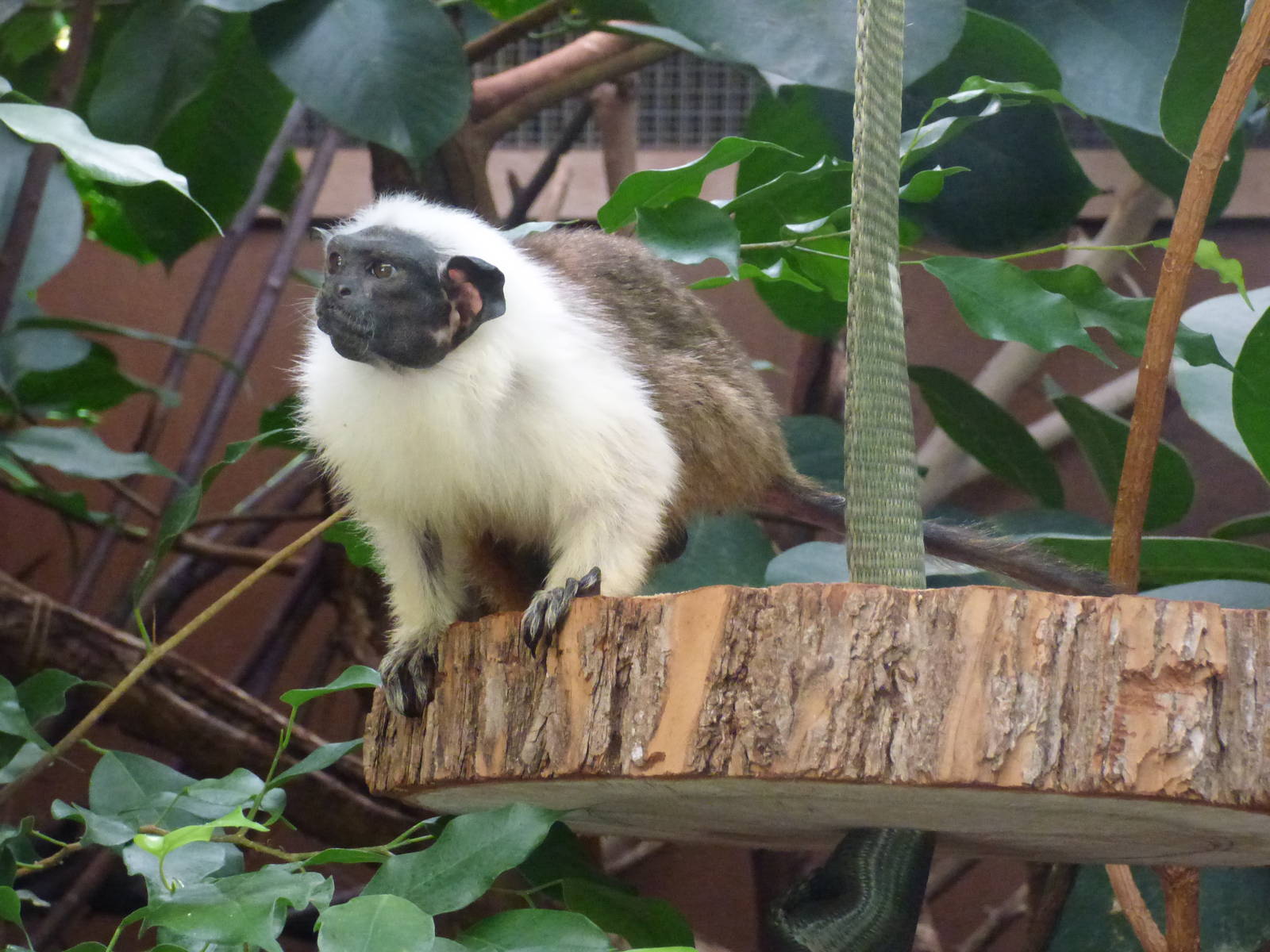 Pied Tamarin