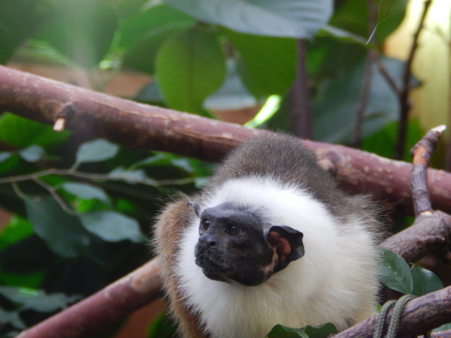 Pied Tamarin