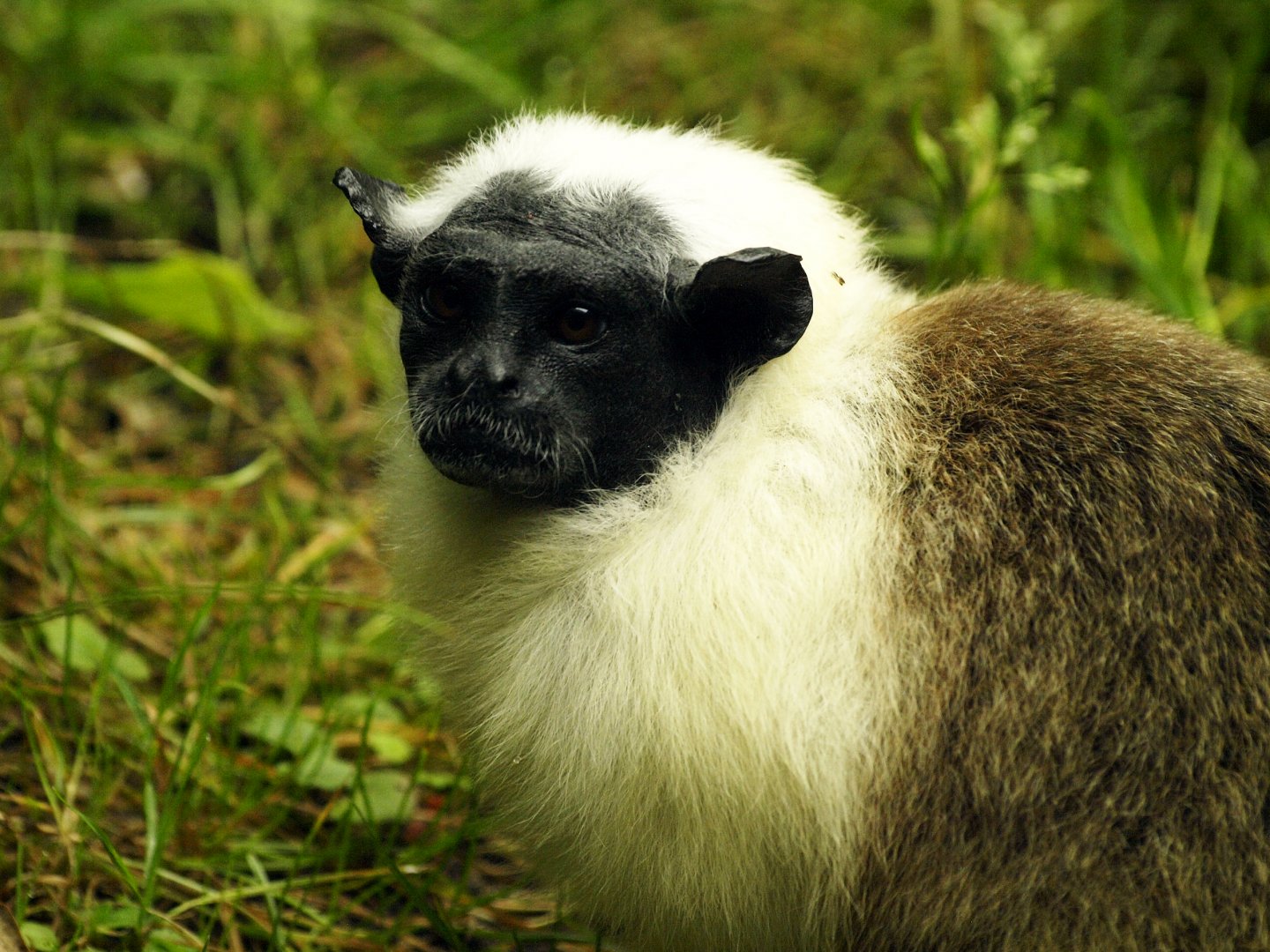 Pied tamarin