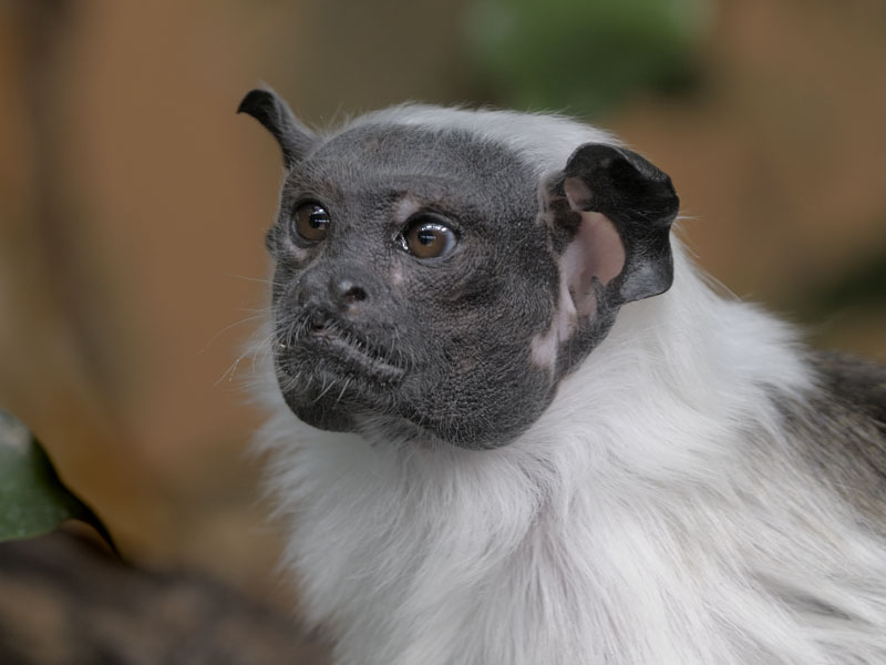 Pied Tamarin