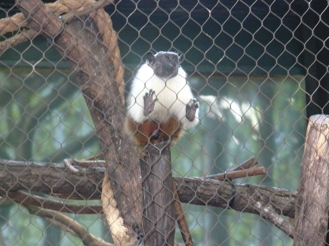 Pied tamarin