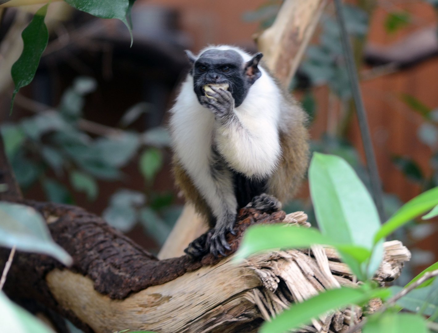 Pied Tamarin
