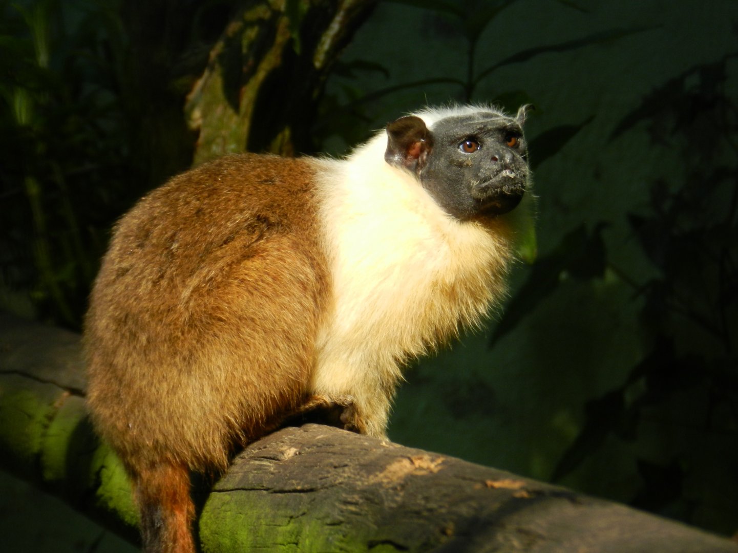 Pied Tamarin