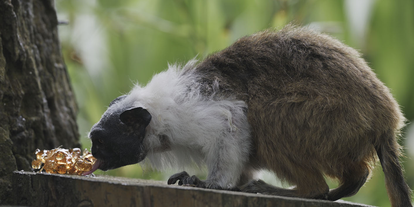 Pied tamarin