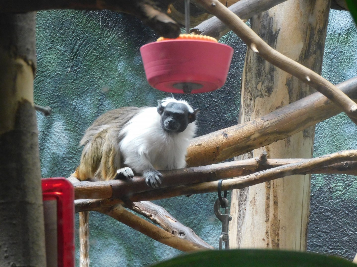 pied tamarin