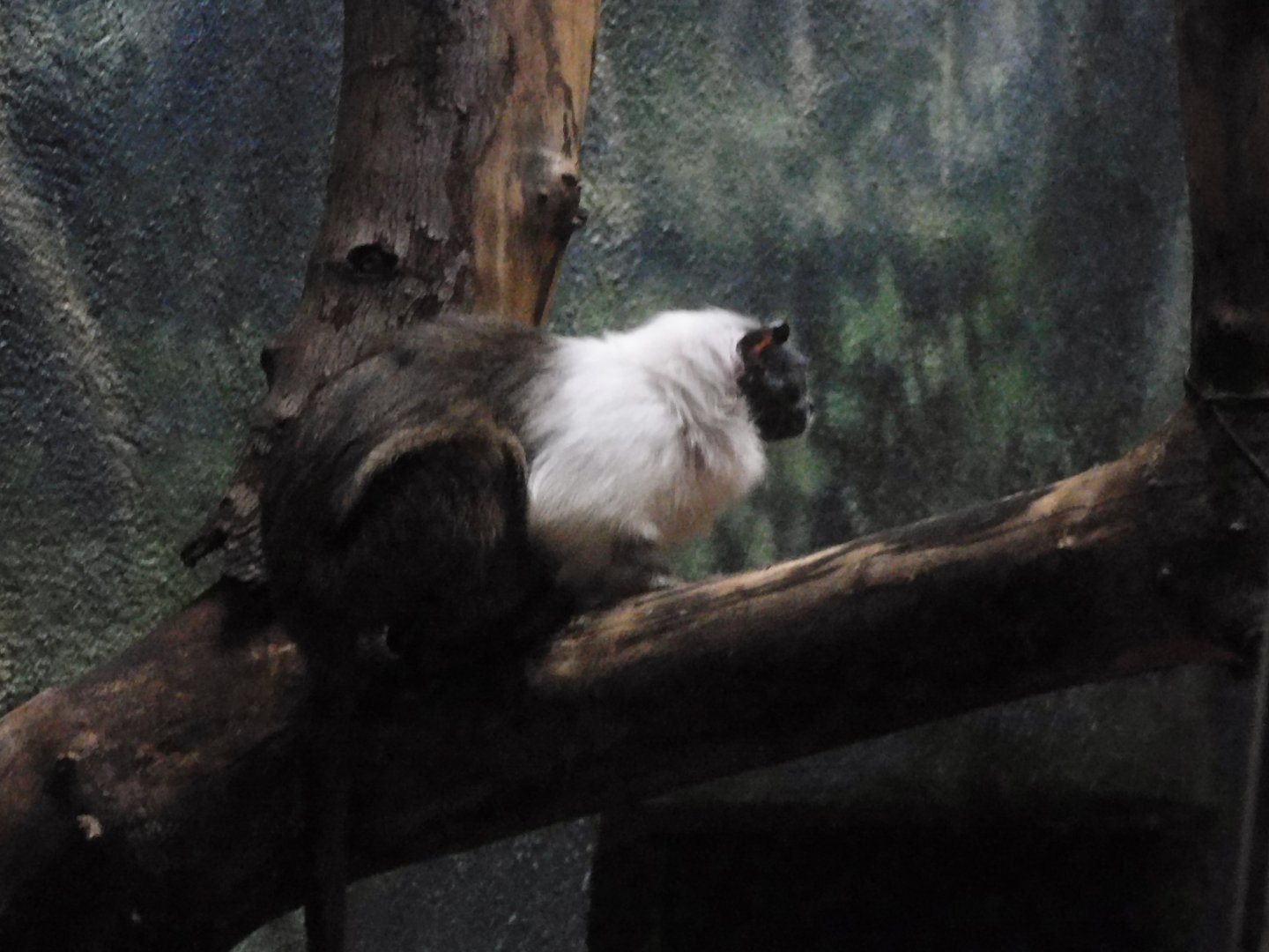 Pied tamarin