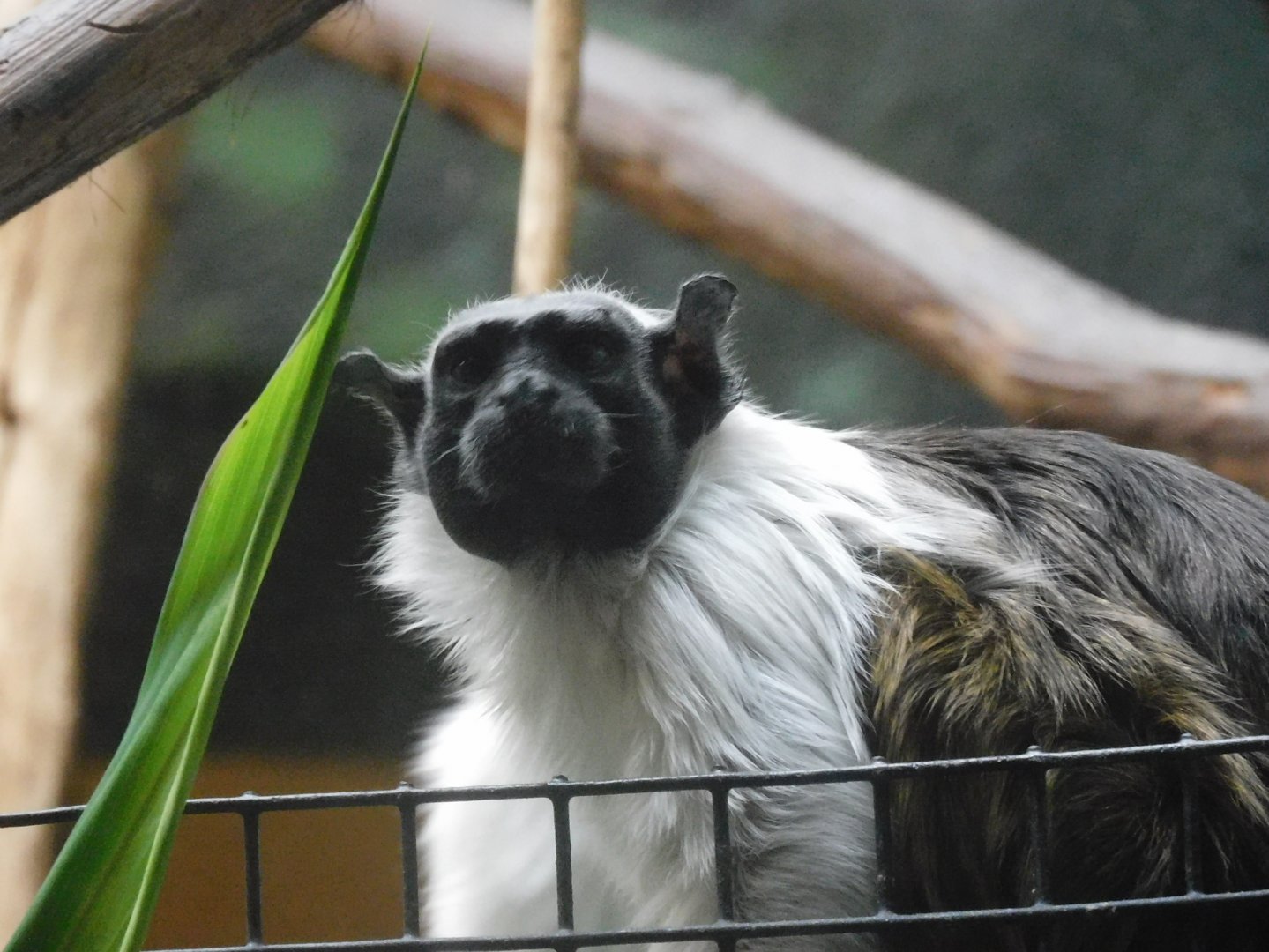 Pied tamarin