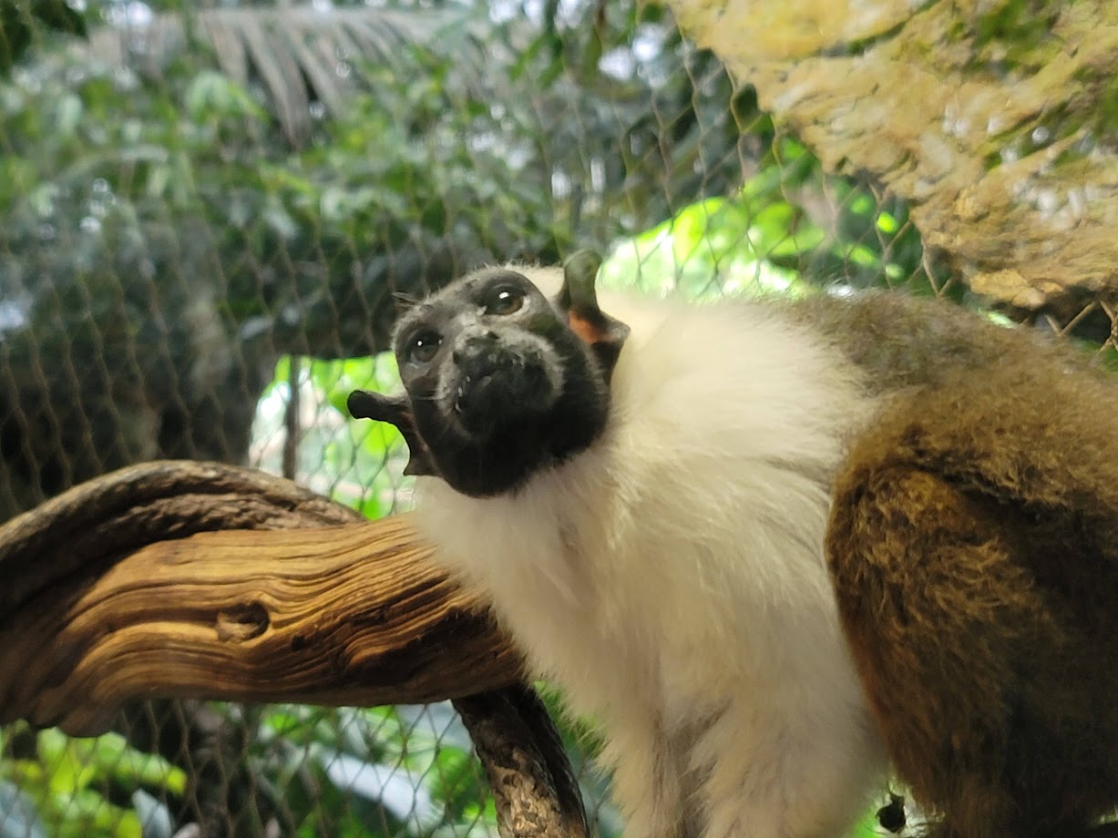 Pied Tamarin