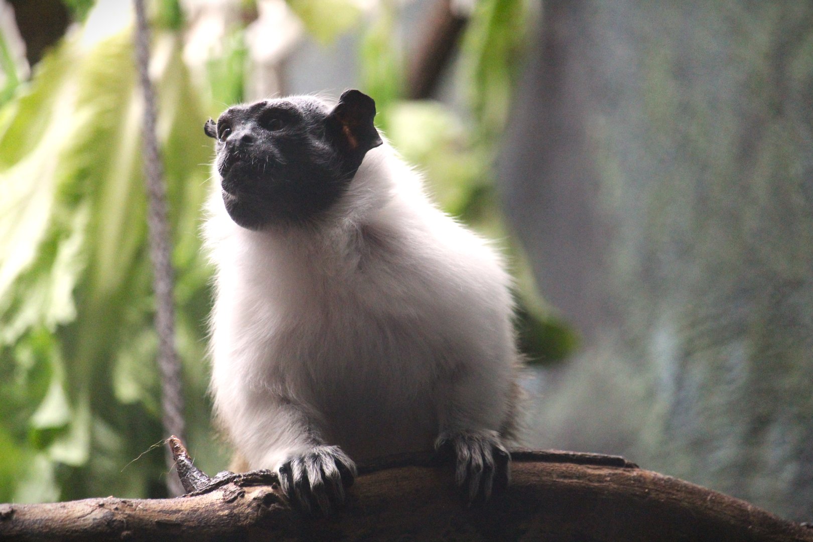 Pied Tamarin