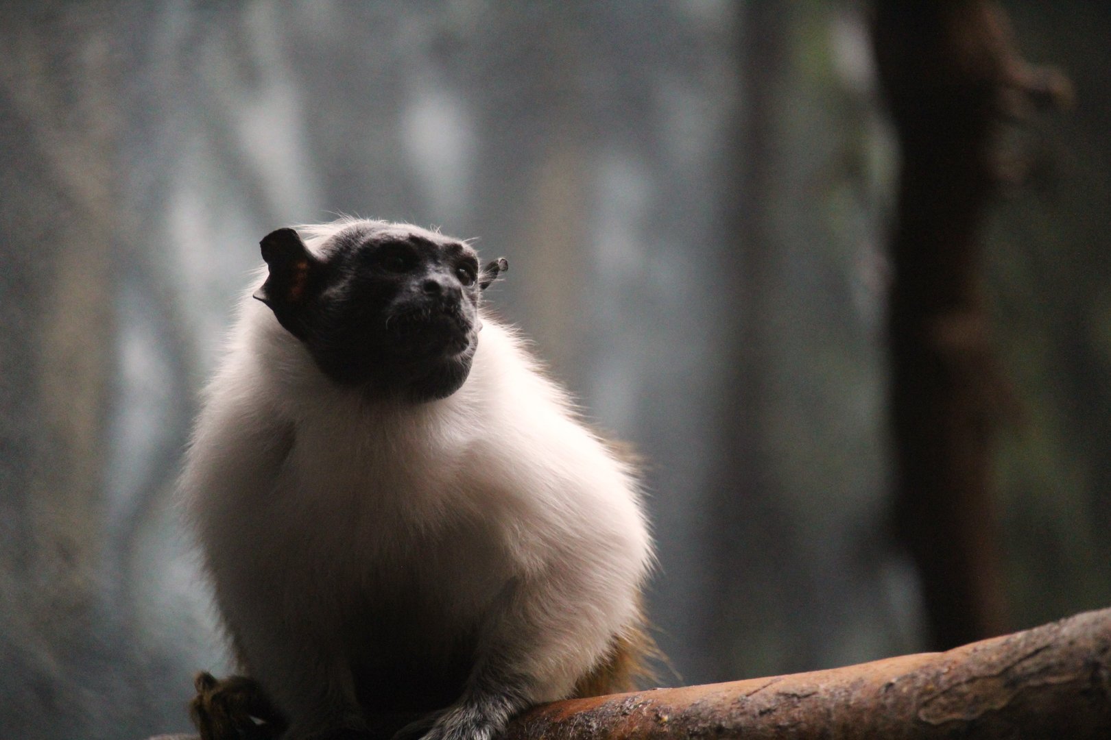 Pied Tamarin