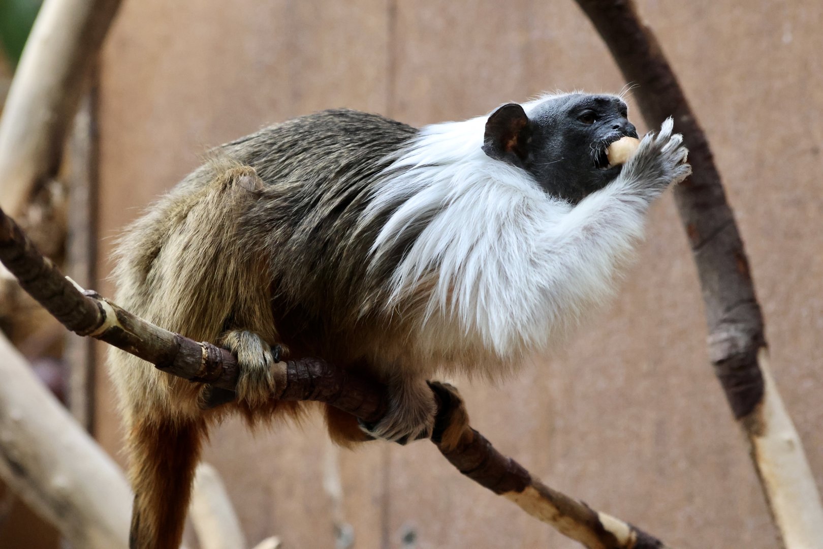 Pied Tamarin