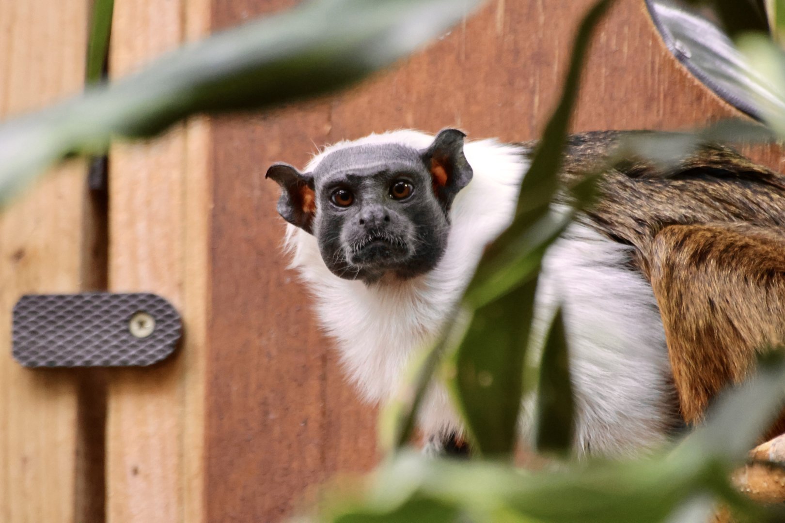 Pied Tamarin