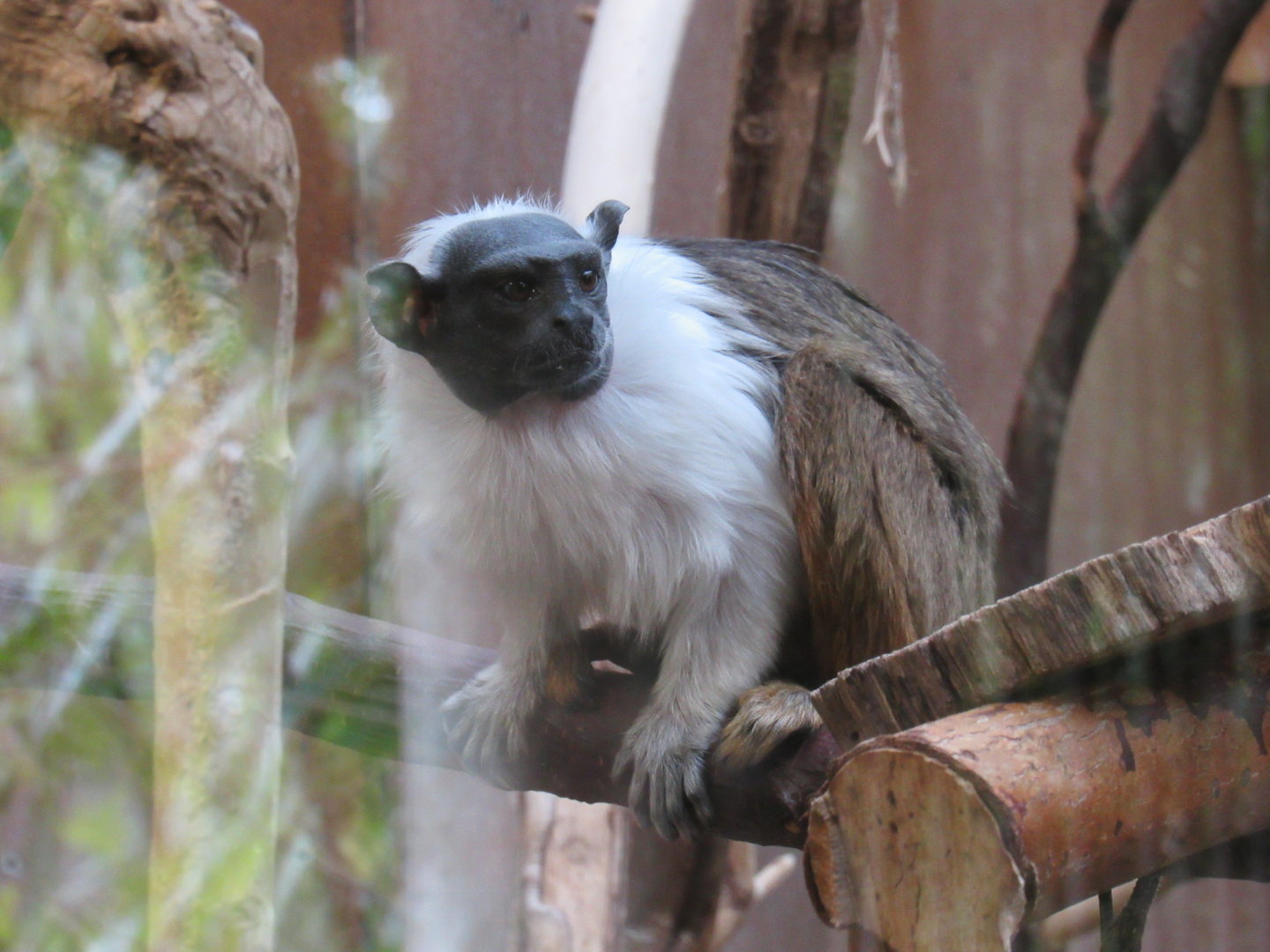 Pied Tamarin