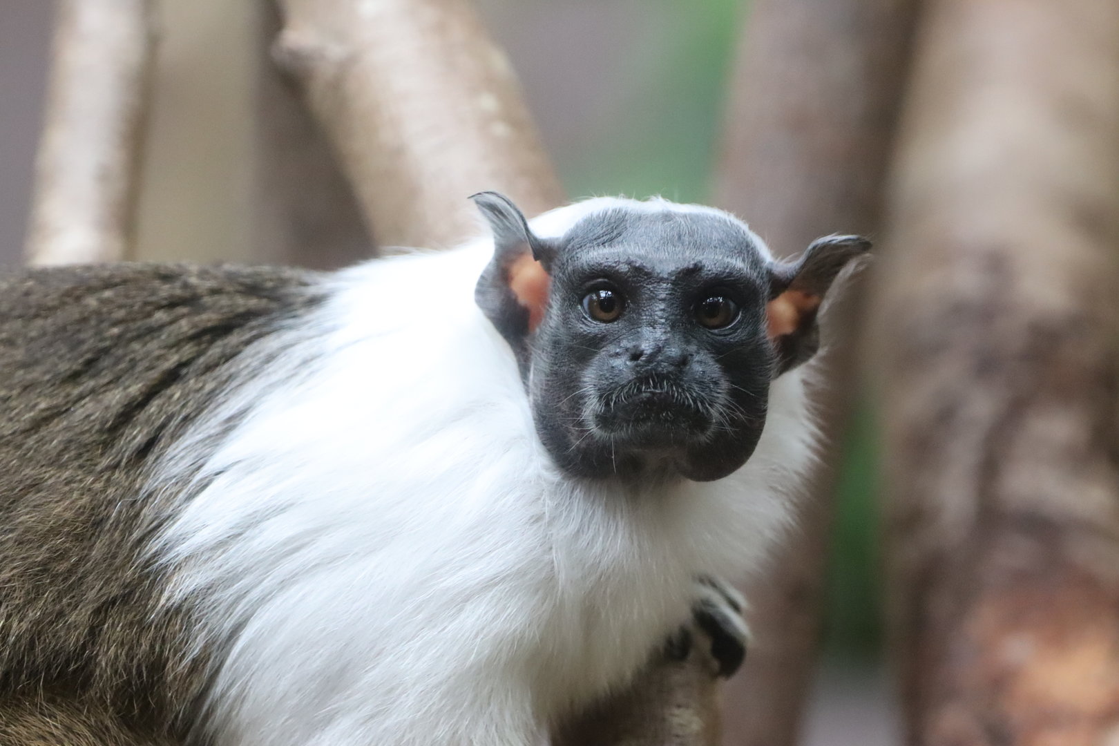Pied Tamarin