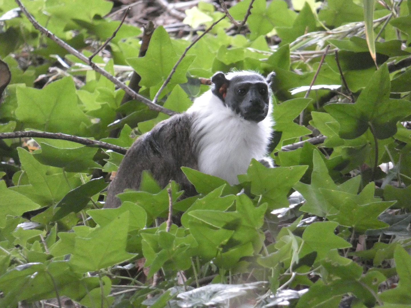 Pied tamarin