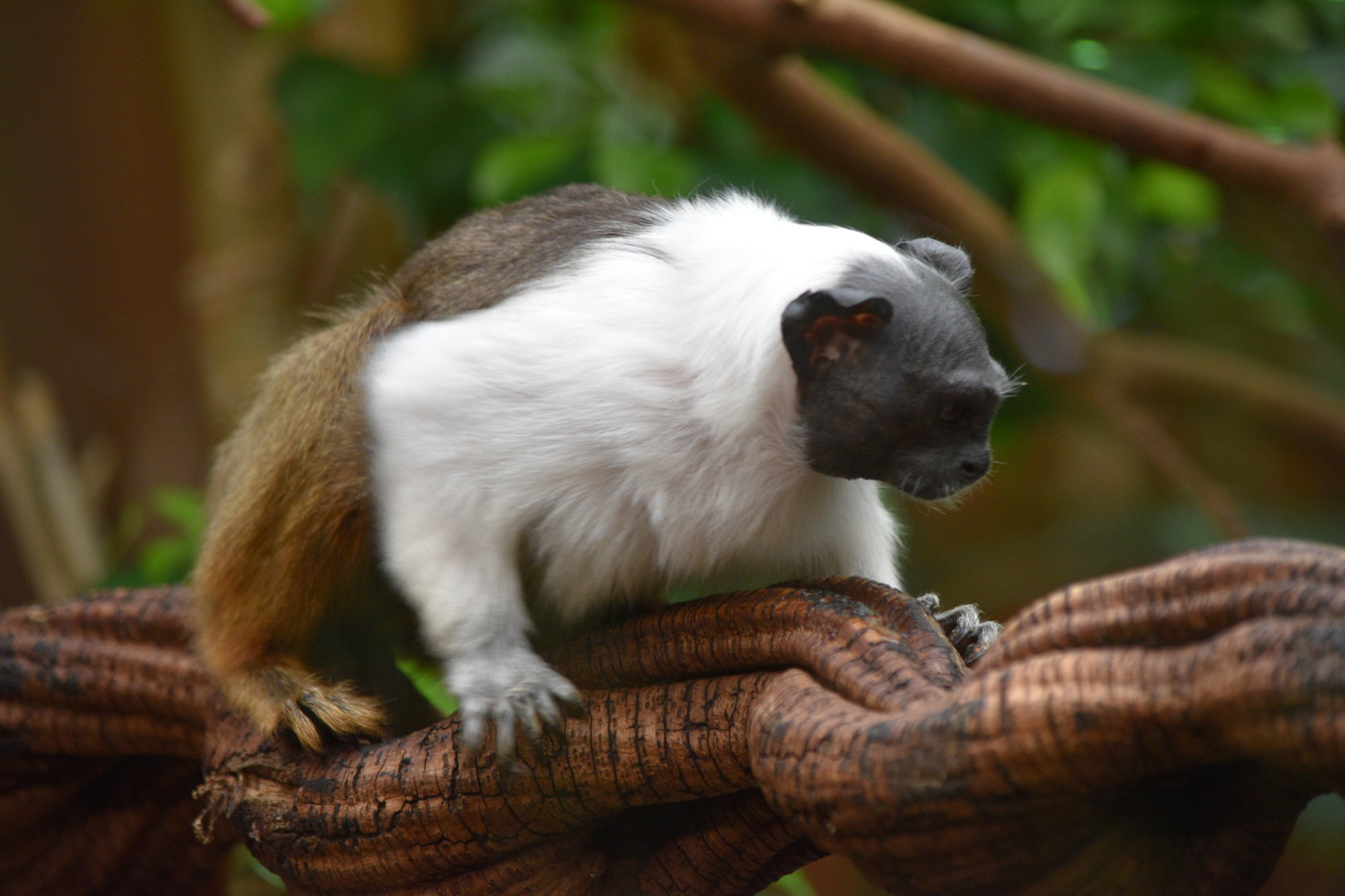 Pied Tamarin