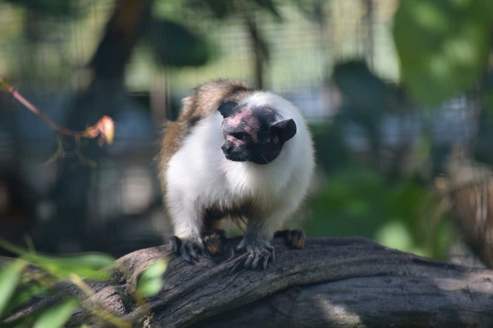 Pied tamarin