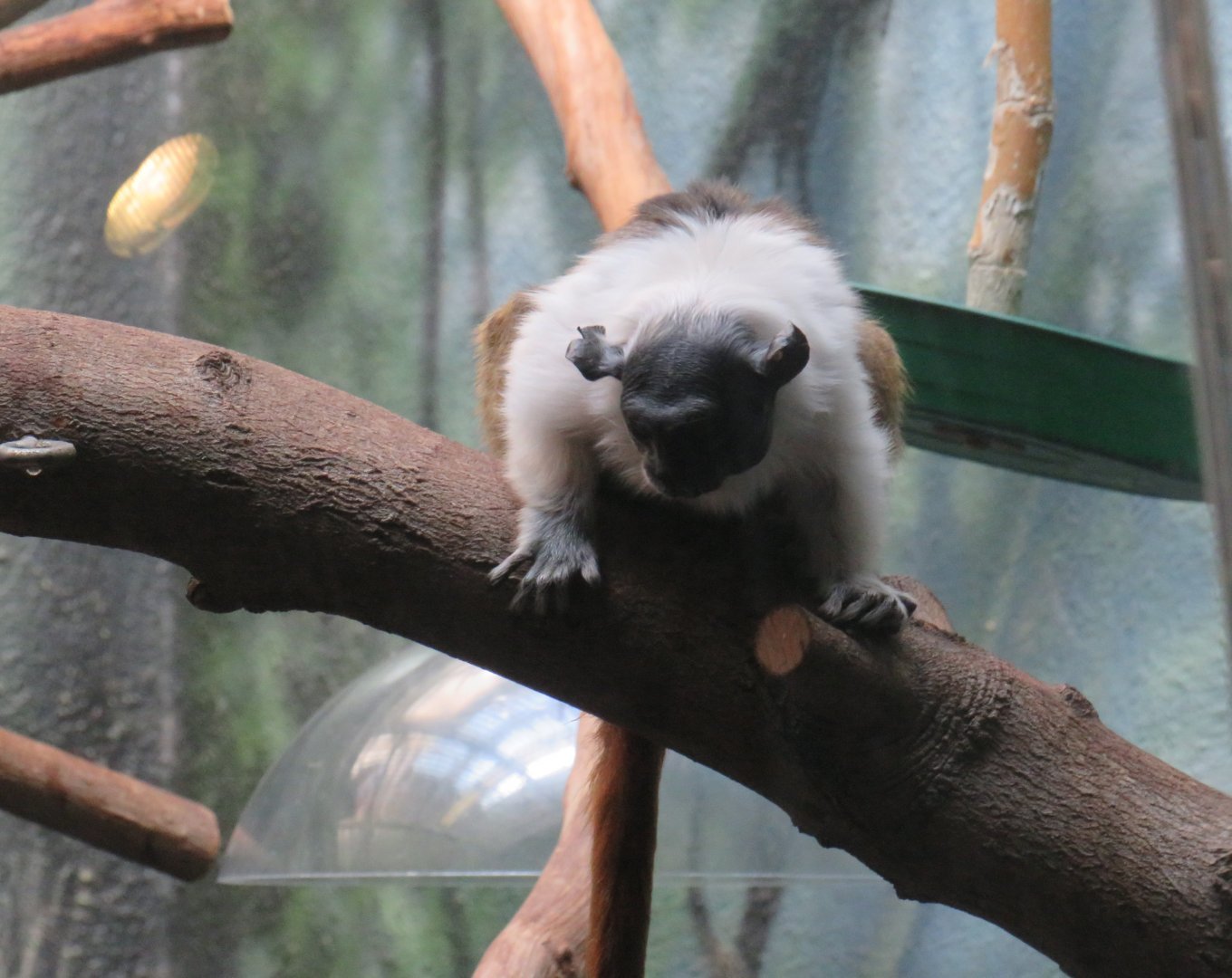 Pied tamarin