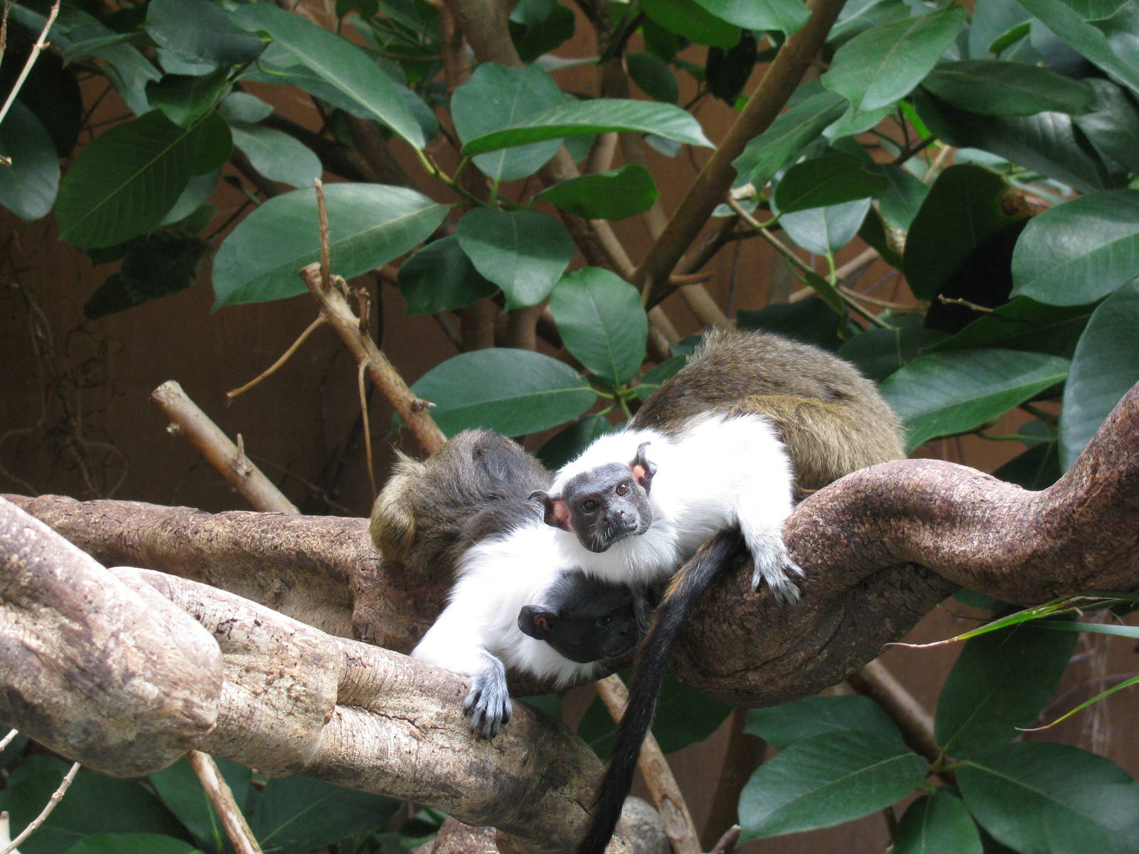 Pied Tamarin