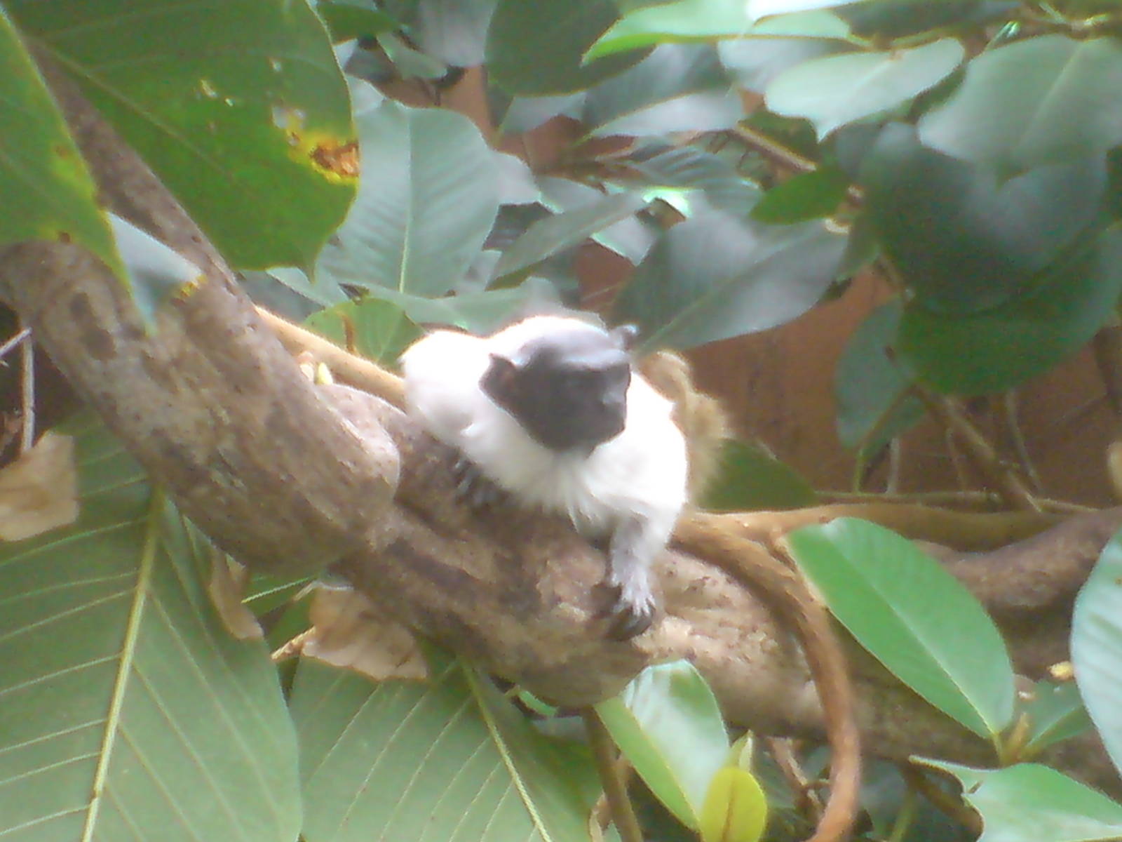 pied tamarin