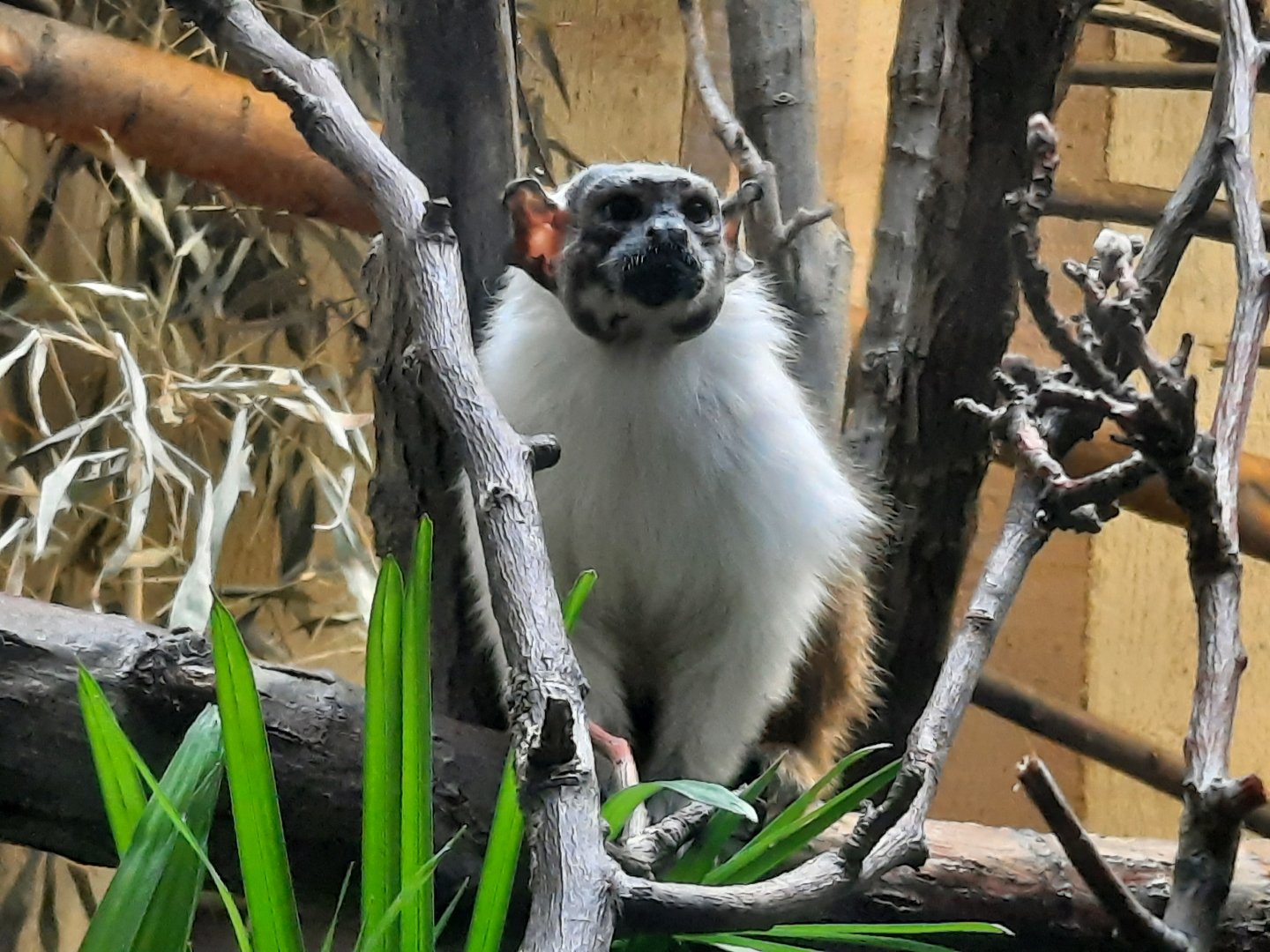 Pied Tamarin
