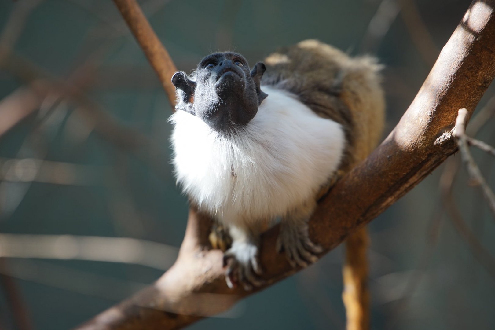 Pied Tamarin