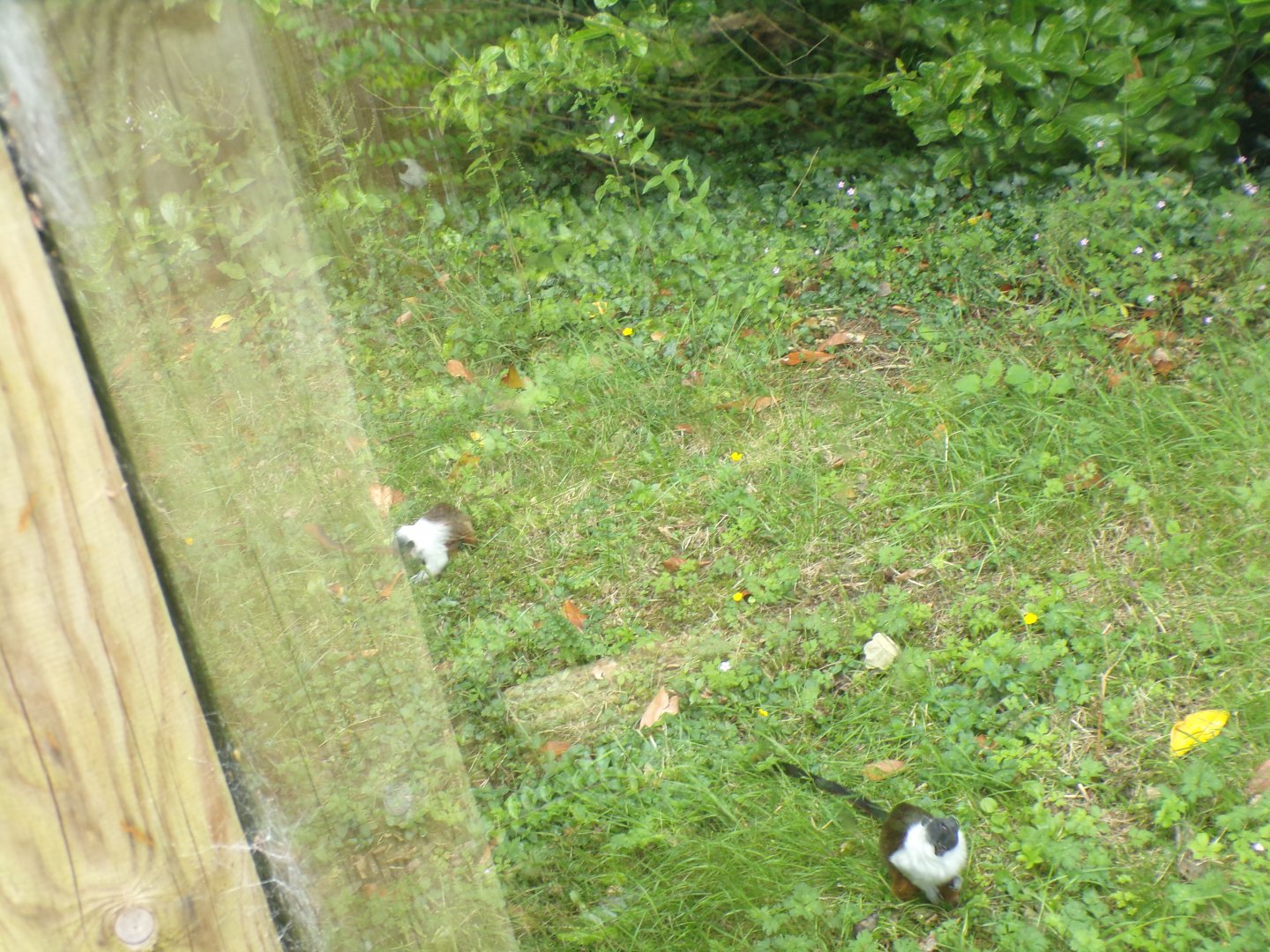 Pied tamarins 29.6.24