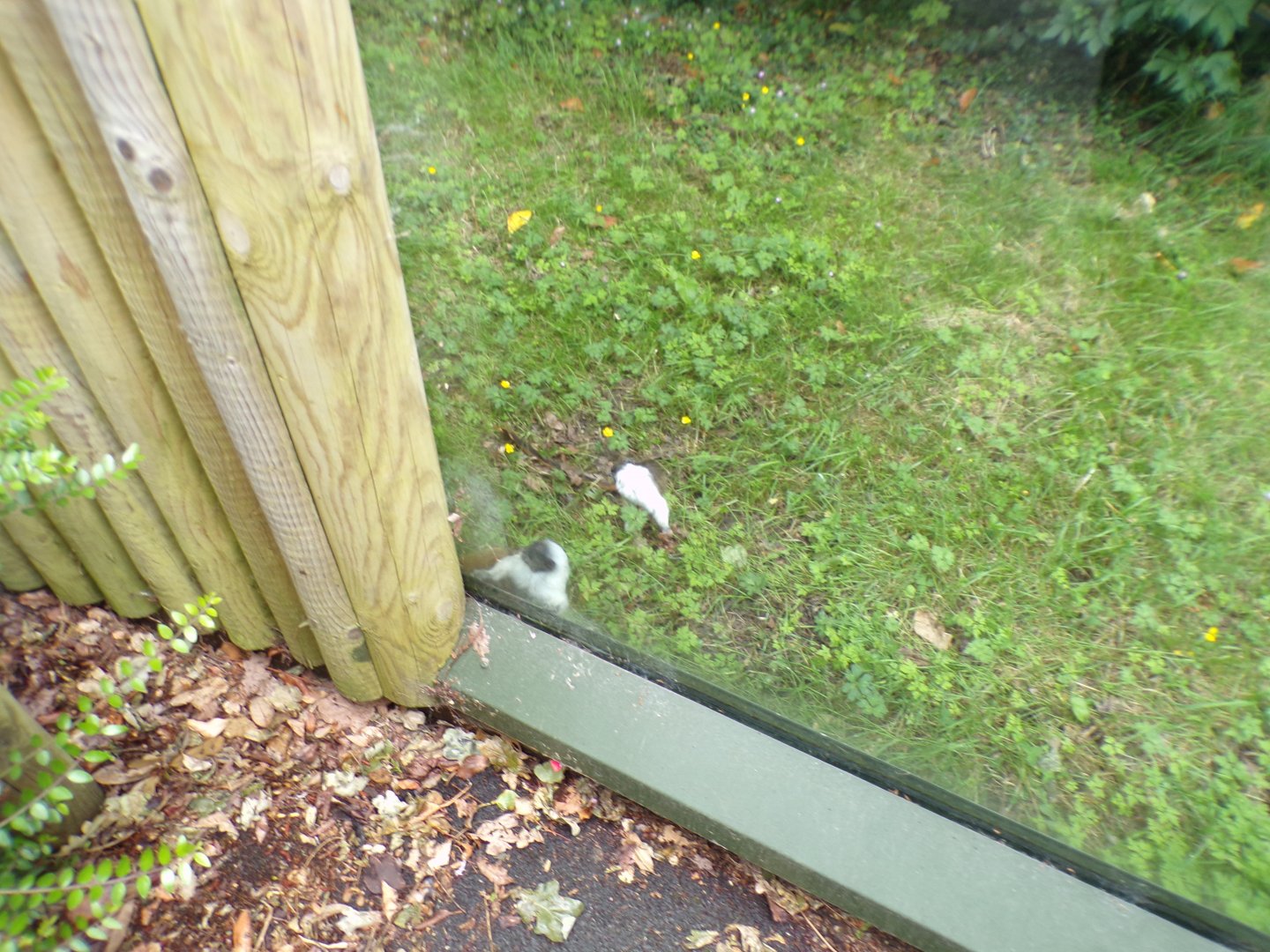 Pied tamarins 29.6.24