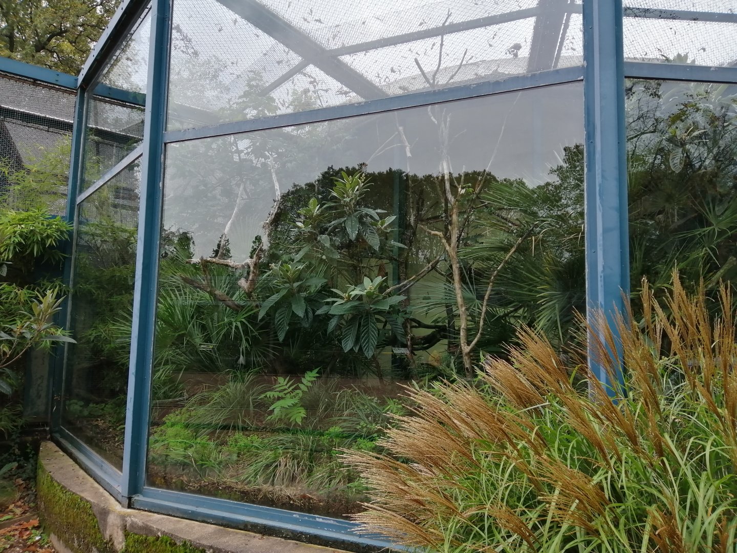 Pied Tamarins Exhibit in Old Monkeys House