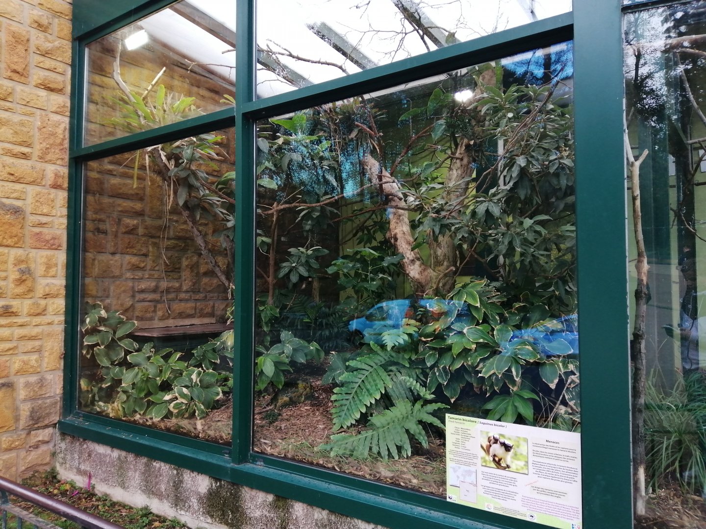 Pied Tamarins Exhibit in Old Monkeys House