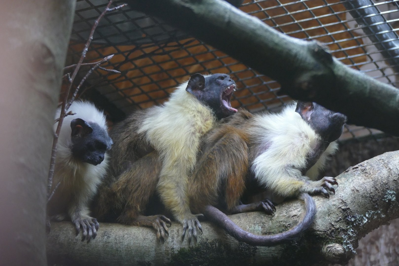 Pied tamarins, January 2019
