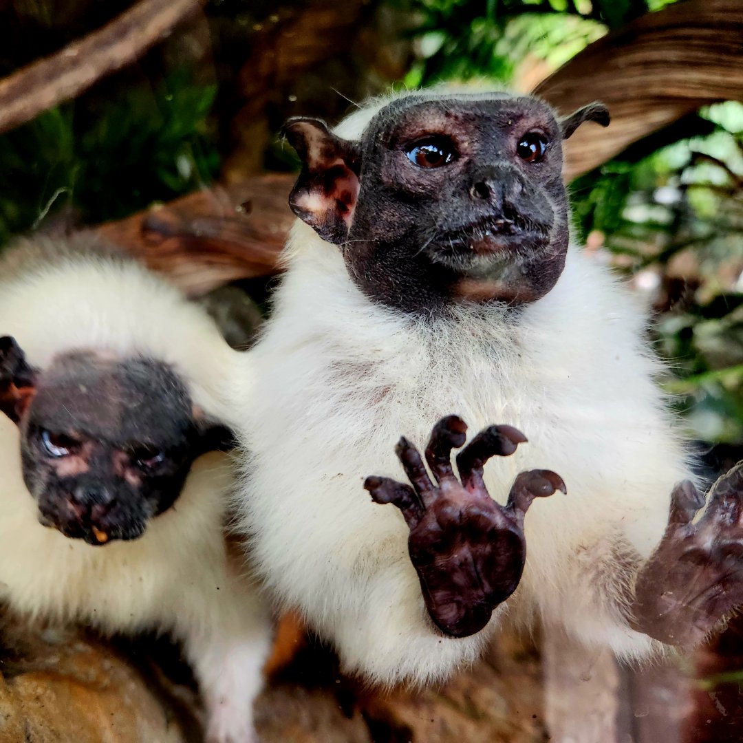 Pied Tamarins (Saguinus bicolor)