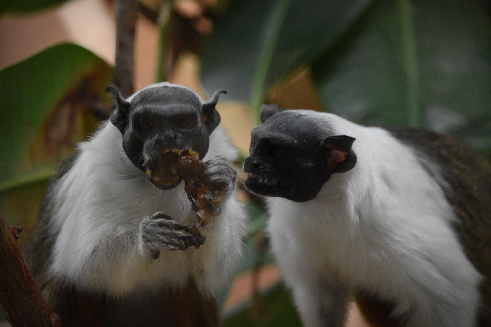 Pied Tamarins