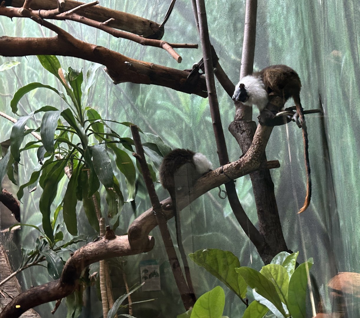 Pied tamarins