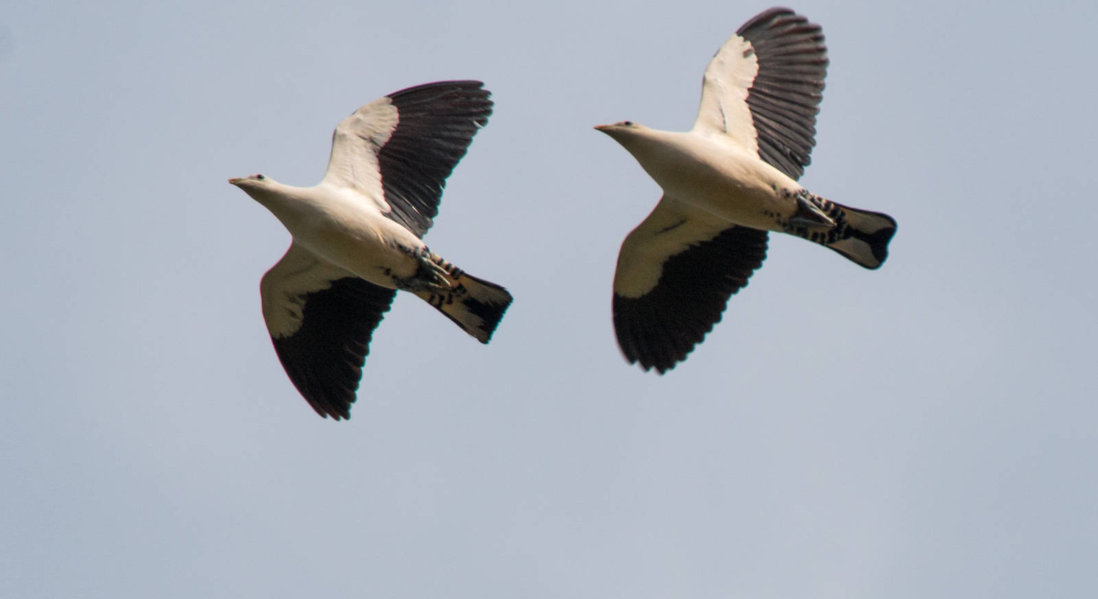 Pied (Torresian) Imperial Pigeons