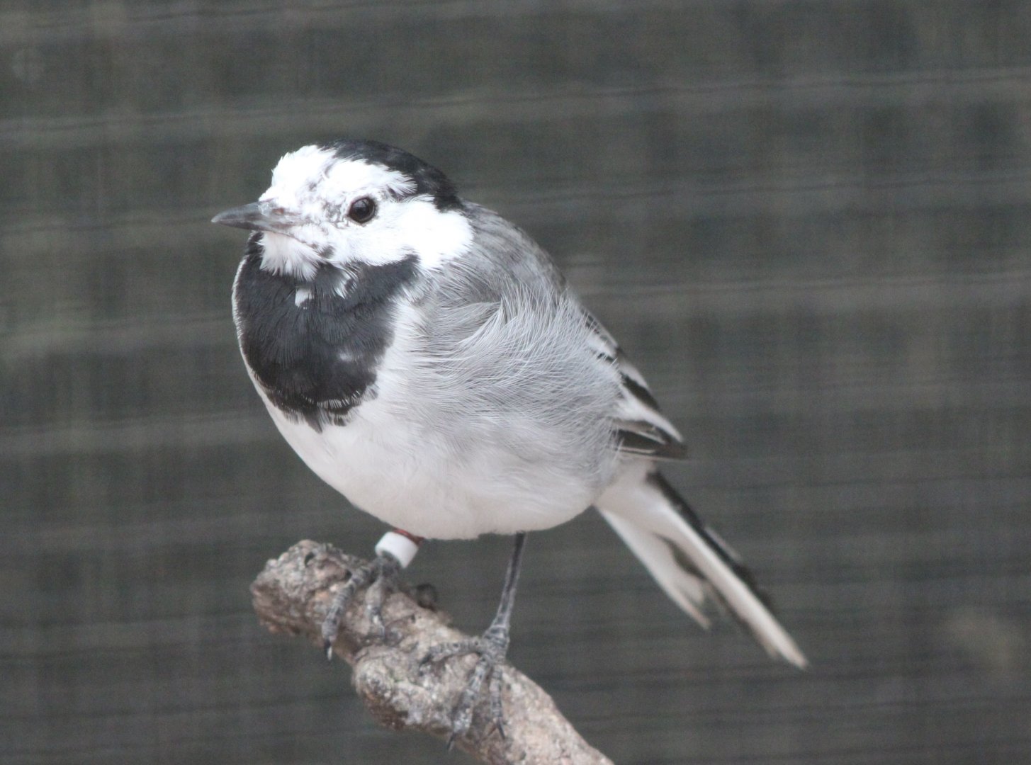 Pied wagtail - adult