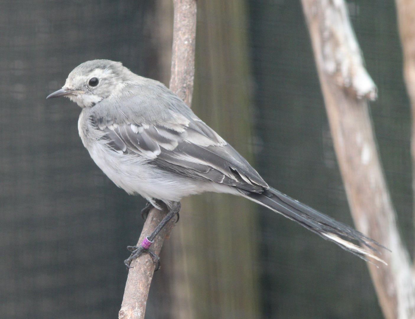 Pied wagtail - juvenile