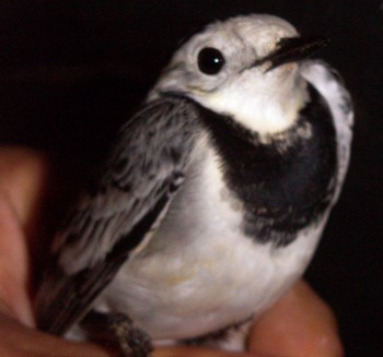 Pied Wagtail (Motacilla alba)