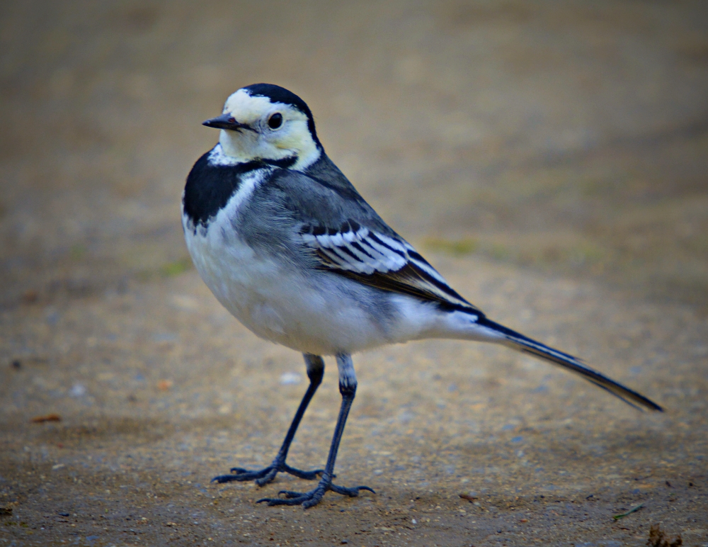 Pied Wagtail