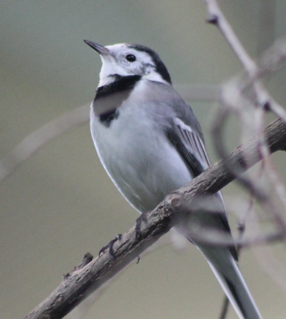 Pied wagtail
