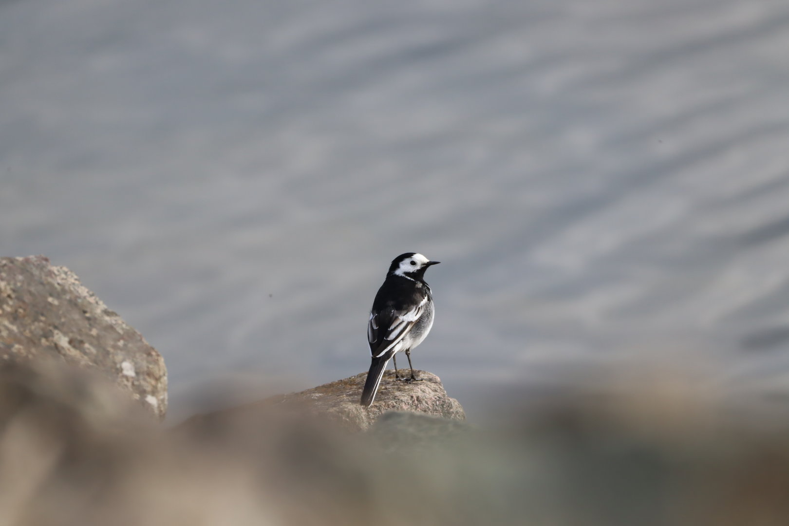 Pied Wagtail