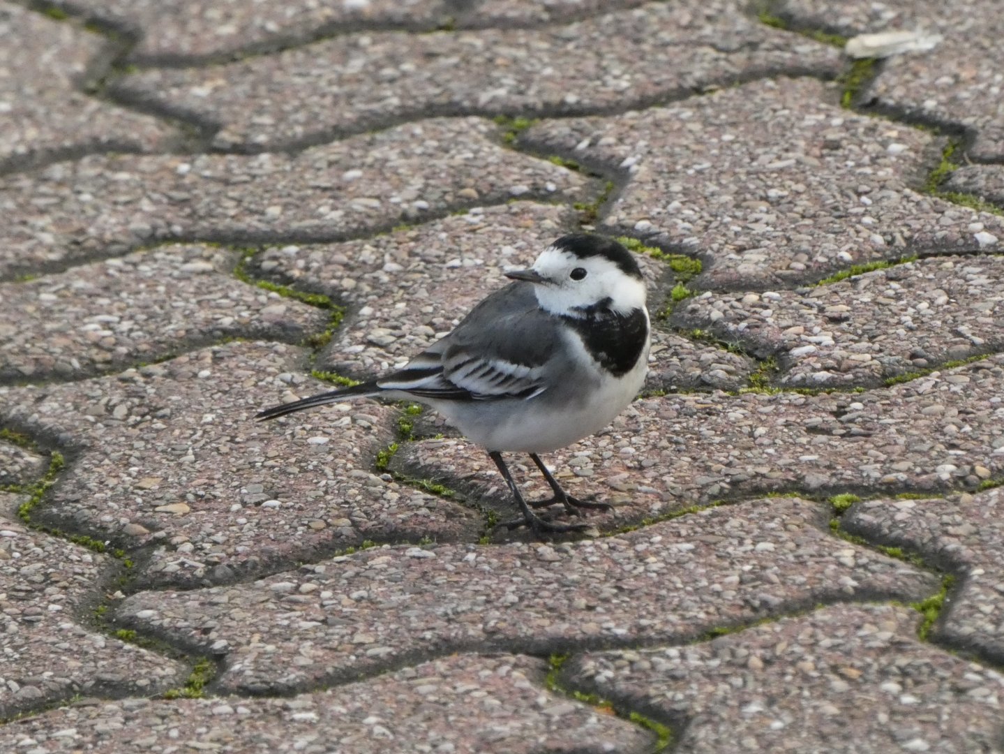 Pied wagtail
