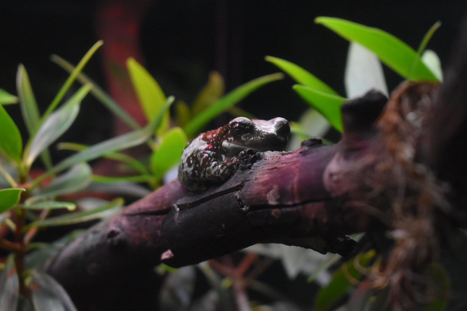 Pied Warty Frog