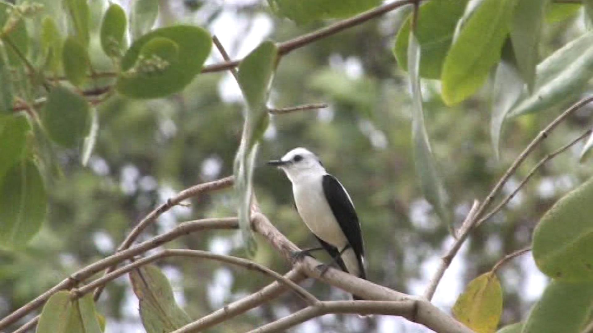 Pied water-tyrant